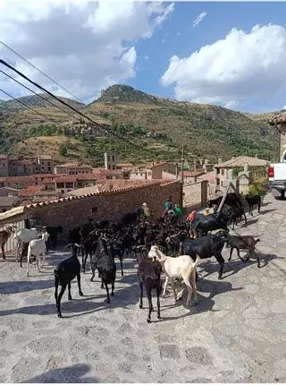 Castellar de n’Hug acull el pas del ramat transhumant que recorre el Camí de Marina
