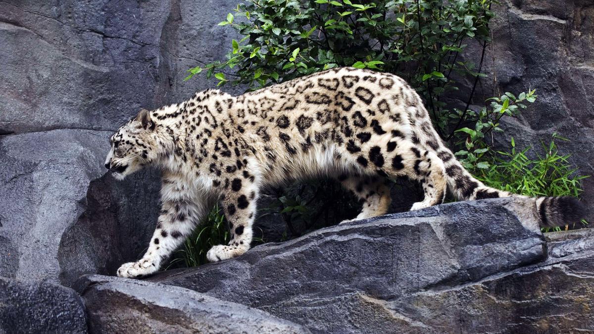 La India intenta salvar el ecosistema para proteger al leopardo de las nieves