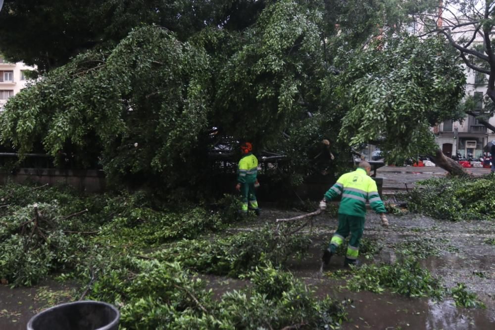 Las incidencias de la borrasca Ana en Málaga