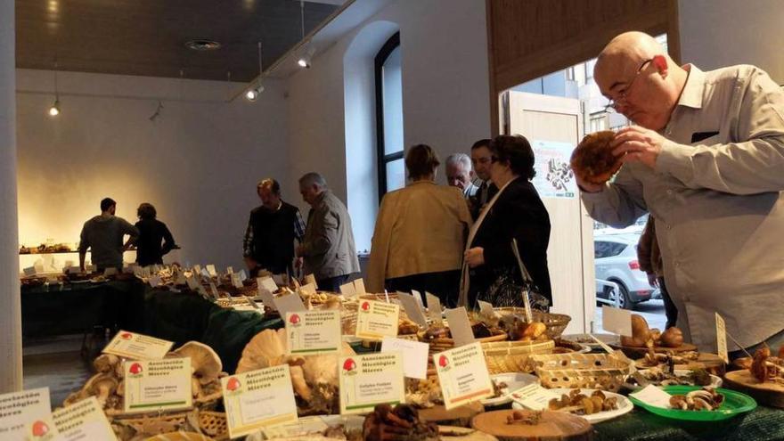 Asistentes a la exposición micológica, en la sala de muestras de la Casa de Cultura de Mieres.