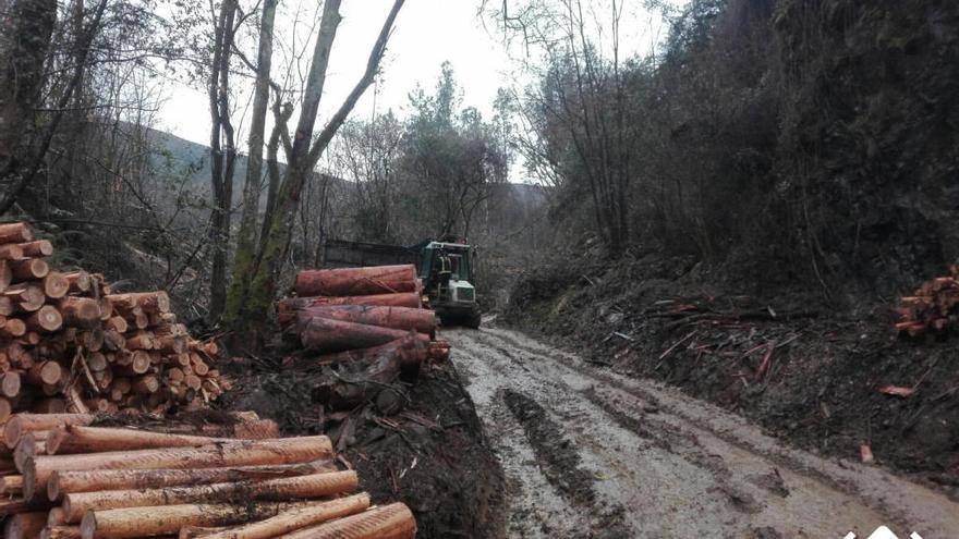 Herido un maderero al caerle encima un árbol en Pravia