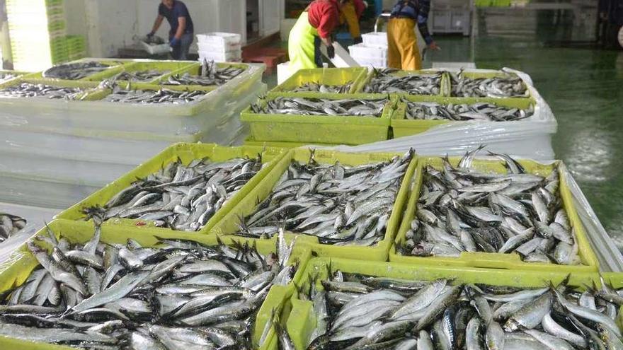 Varias cajas de sardina en una lonja gallega.