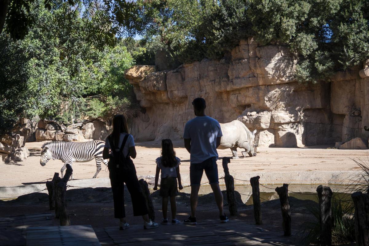 Bioparc ofrece un amplio horario y packs para que las familias puedan disfrutar de la experiencia de conocer de cerca la flora y fauna del continente africano.