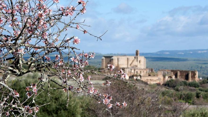 Almendros en Flor en Garrovillas con una imagen del convento al fondo.