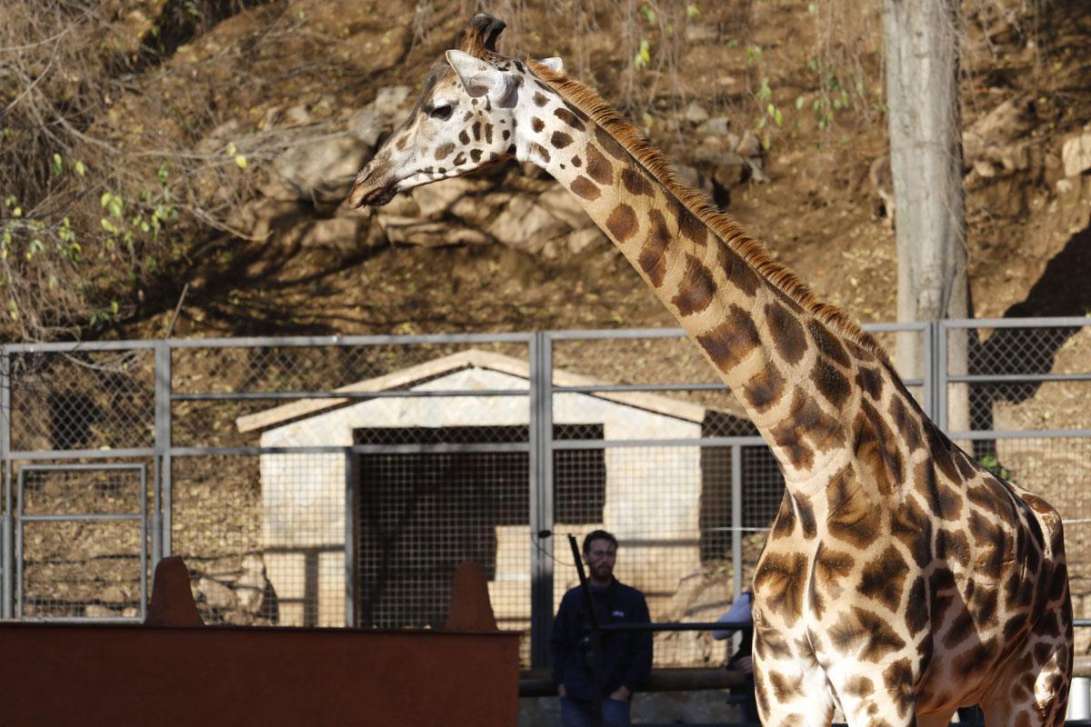 Bulería, la primera jirafa del Zoo de Córdoba Bulería, la primera jirafa del Zoo de Córdoba
