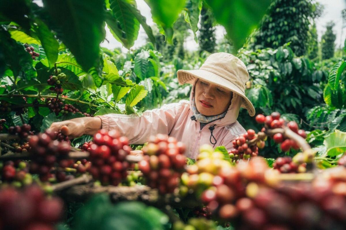 Tran Thi Lien, una caficultora de Vietnam que hace de agricultora líder dentro del plan de Nescafé: representa a más de 100 granjeros de la zona
