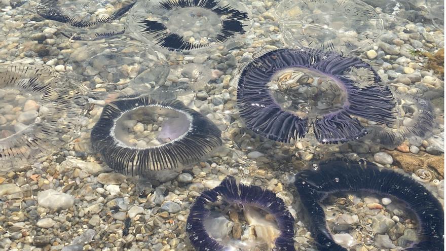 Milers de meduses envaeixen les platges del Port de la Selva