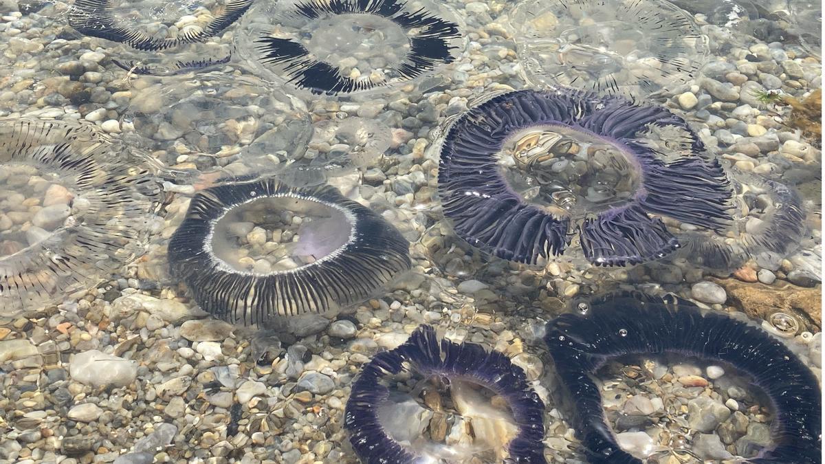 Pla detall d'un grup de meduses a la platja del Port de la Selva
