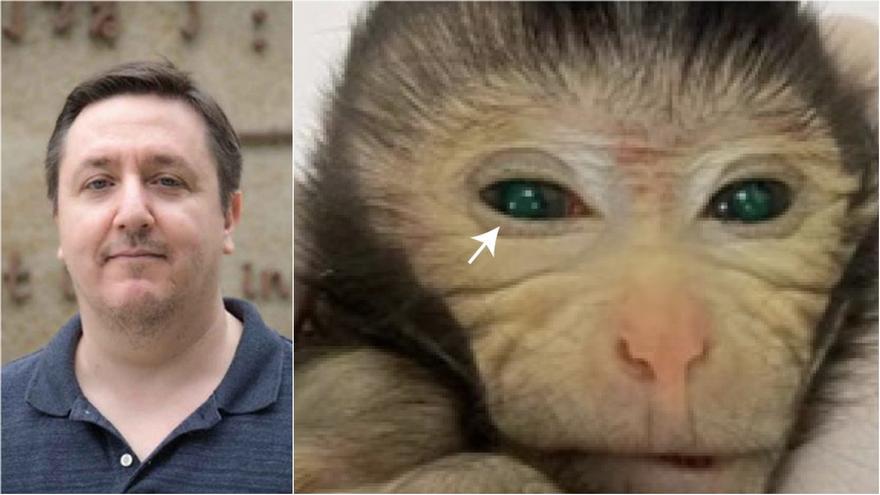 Avance histórico de un investigador de Castellón: Crea un mono quimérico en China que puede ser clave para la medicina