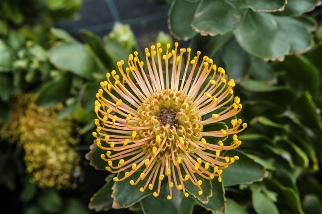 Visita a una plantacion de proteas een la Granja Agrícola del Cabildo. FOTOS: JC CASTRO