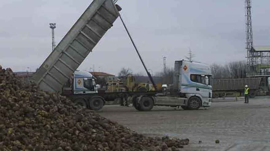 Un camión deposita un cargamento de remolacha en la explanada de la azucarera de Toro. Imagen de 2015.