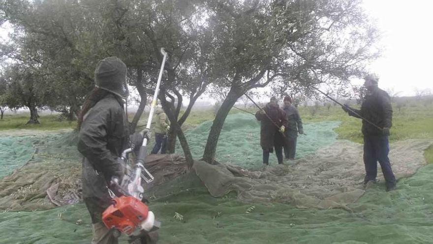 Un grupo de personas en plena recogida de aceituna en un olivar de Fermoselle en una anterior campaña.