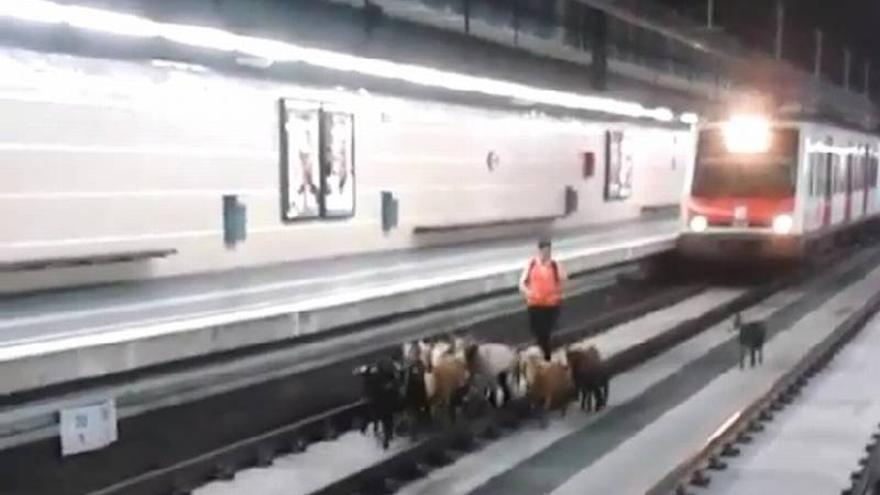 Un rebaño de cabras entra en las vías de una estación de tren en Terrassa