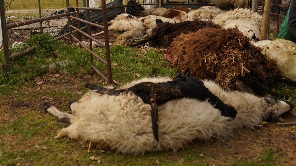 Ovejas muertas en un ataque en Villamor de la Ladre