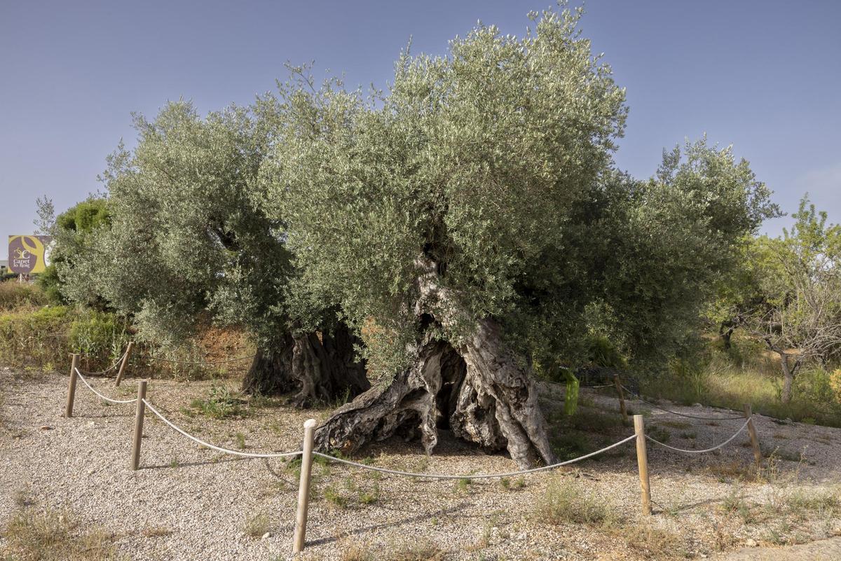 Olivo milenario 2767. Partida Les Barberes en Canet lo Roig