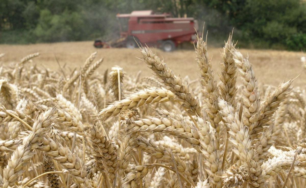 Un agricultor cosecha el cultivo de trigo. | David Aguilar (Archivo)