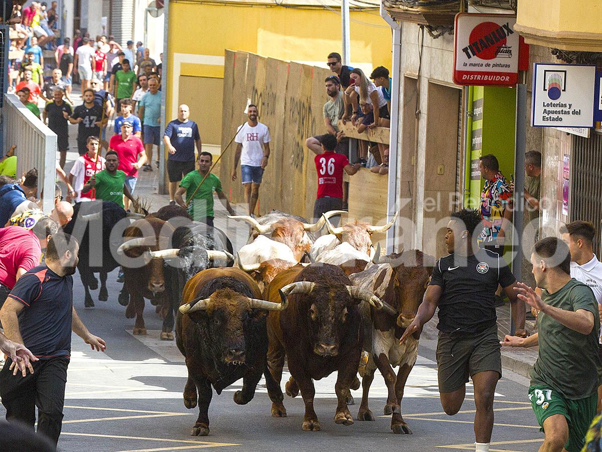 L'Alcora: Todo un éxito en las fiestas del Cristo con 16 toros cerriles