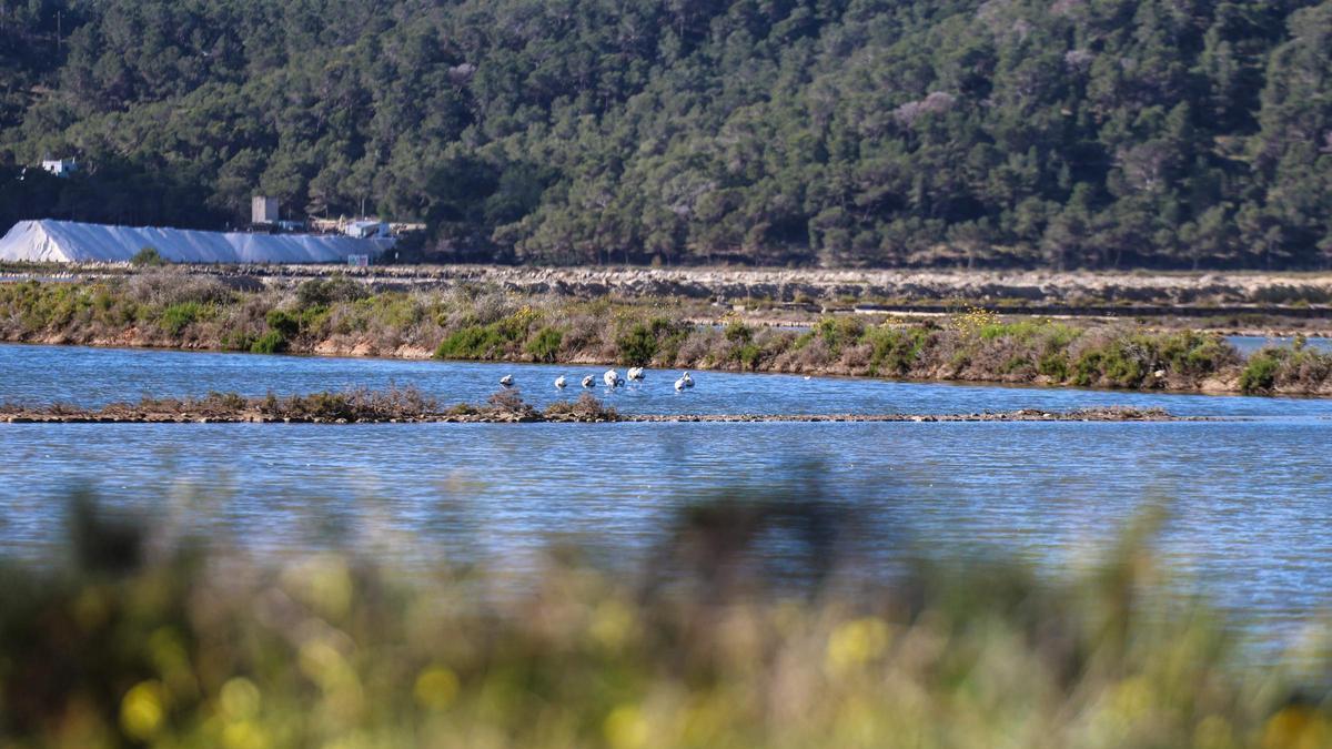 Las imágenes de la jornada en el observatorio de aves en ses Salines de Ibiza
