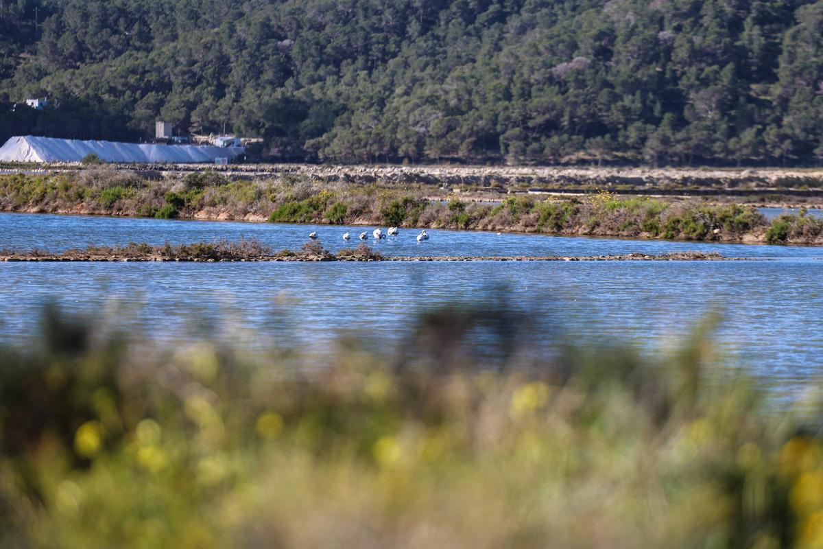 Las imágenes de la jornada en el observatorio de aves en ses Salines de Ibiza