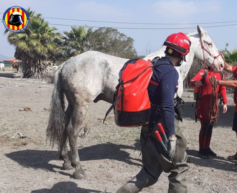 Rescatan a un caballo atrapado en la marjal de l'Almardà