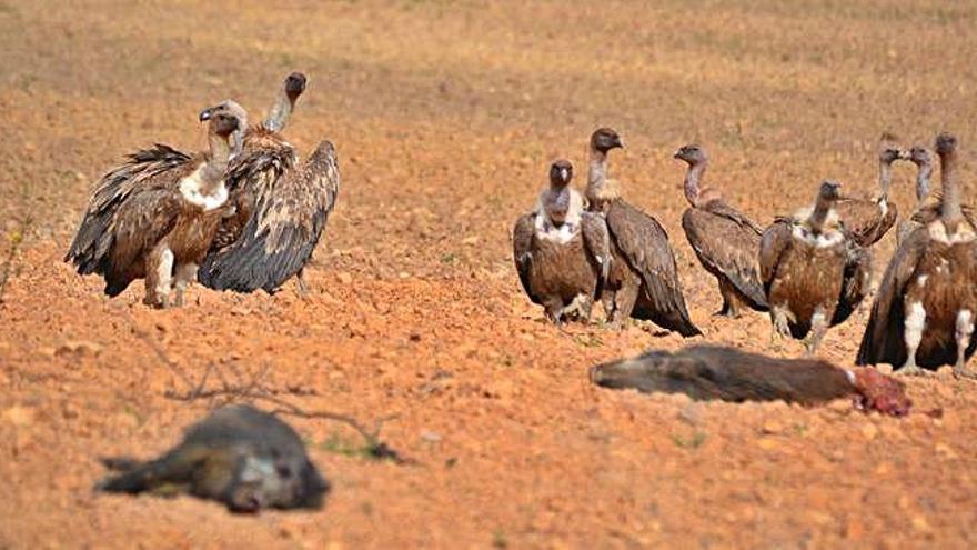 Un grupo de buitres aprovecha los cadáveres de dos jabalíes atropellados en la N-631.