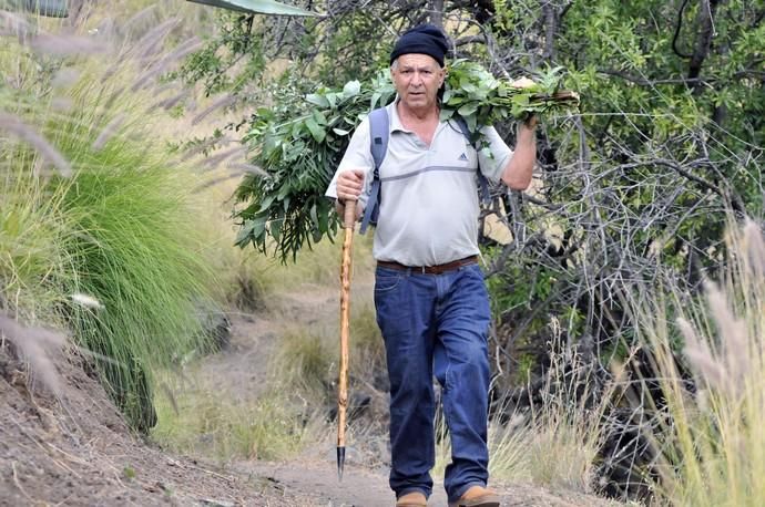 La Rama inunda El Valle de Agaete