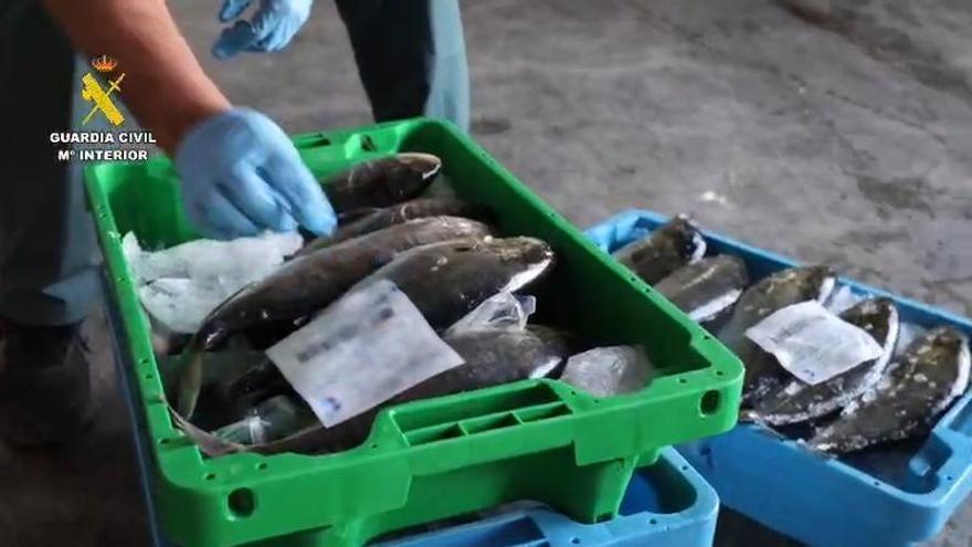 Detenidas dos personas por introducir pescado robado con residuos de medicamentos en la lonja de Santa Pola