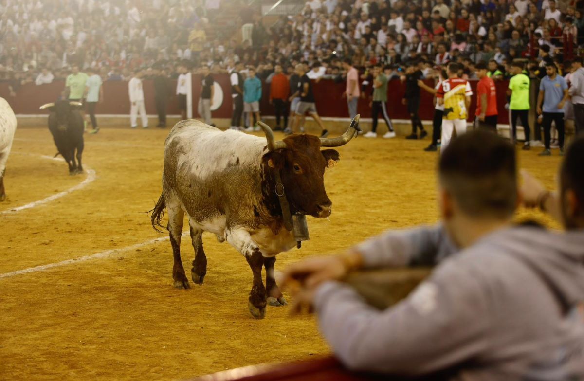 En imágenes | Vaquillas en la plaza de toros