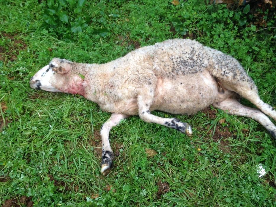 Cinco perros provocan una matanza de ovejas en una finca de Inca