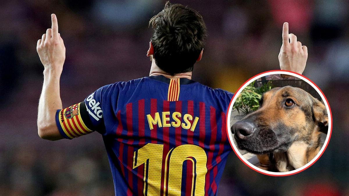 En Catalunya hay más de 1.000 perros que se llaman Messi.