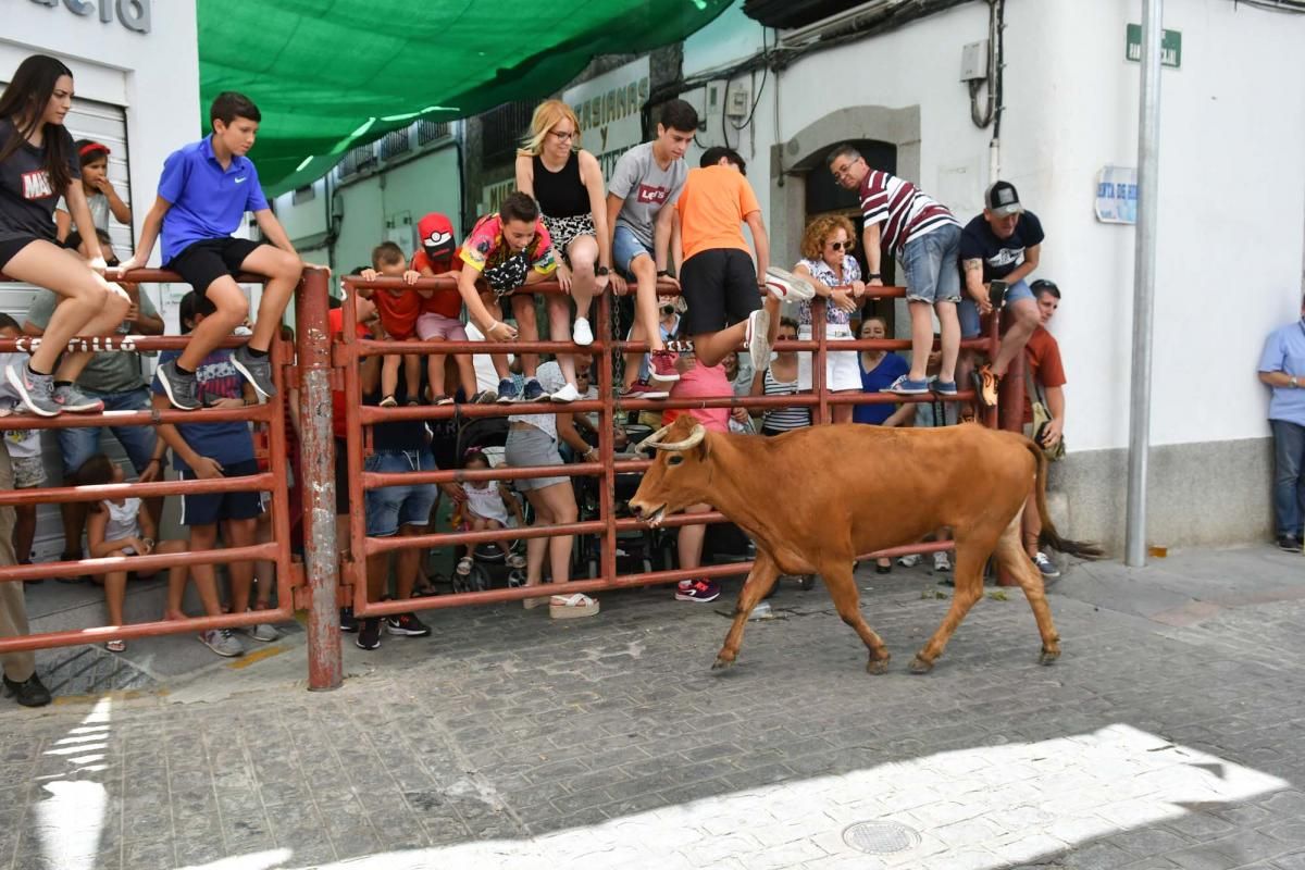 Primer encierro taurino en El Viso