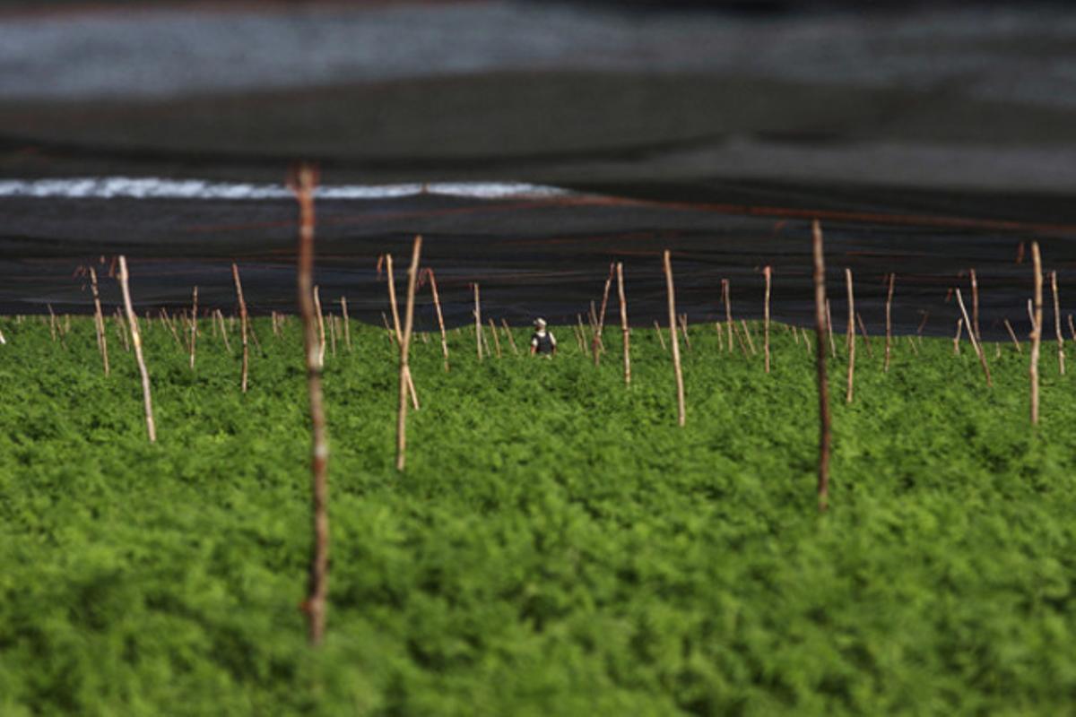 Un soldat mexicà inspecciona una plantació il·legal de marihuana a San Quintin, 300 quilòmetres al sud de Tijuana (Mèxic).