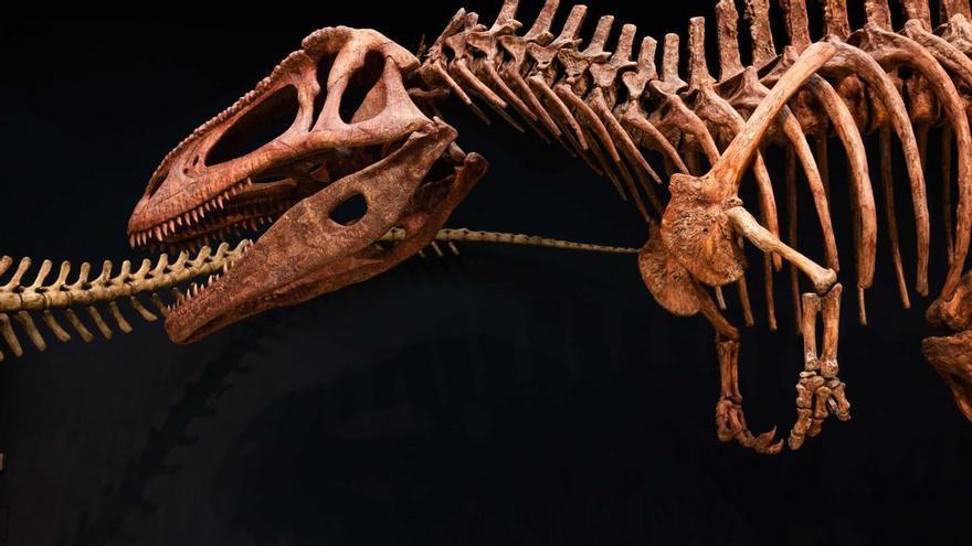 CaixaForum Palma cierra el año con Ñaco Fabré, dinosaurios patagónicos y una programación cultural renovada