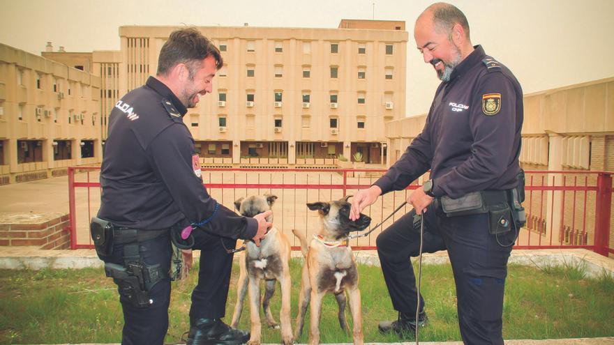 La gran familia de la Unidad de Guías Caninos de la Policía Nacional crece  con la llegada de dos cachorros - La Opinión de Murcia
