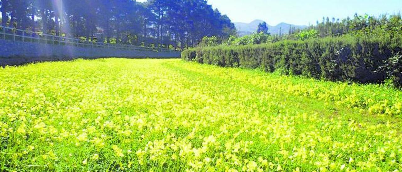 El sendero peatonal unirá el casco de Valleseco con el paraje natural y el hipódromo de La Laguna, en la imagen, de forma paralela a la carretera general. | | LP/DLP