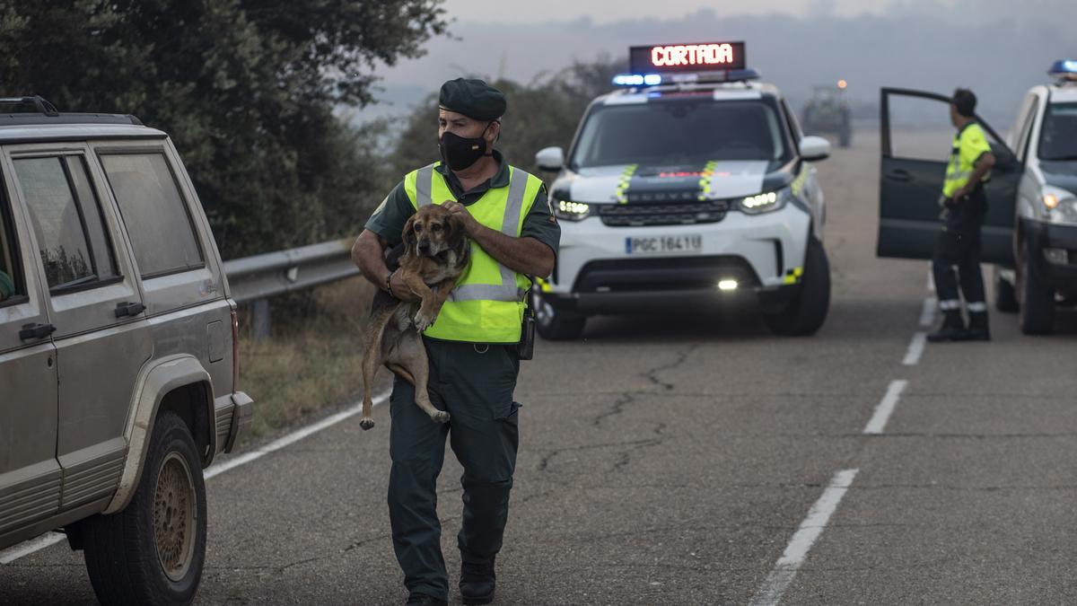 La Guardia Civil recoge a perros desorientados por el incendio declarado en Lober de Aliste.