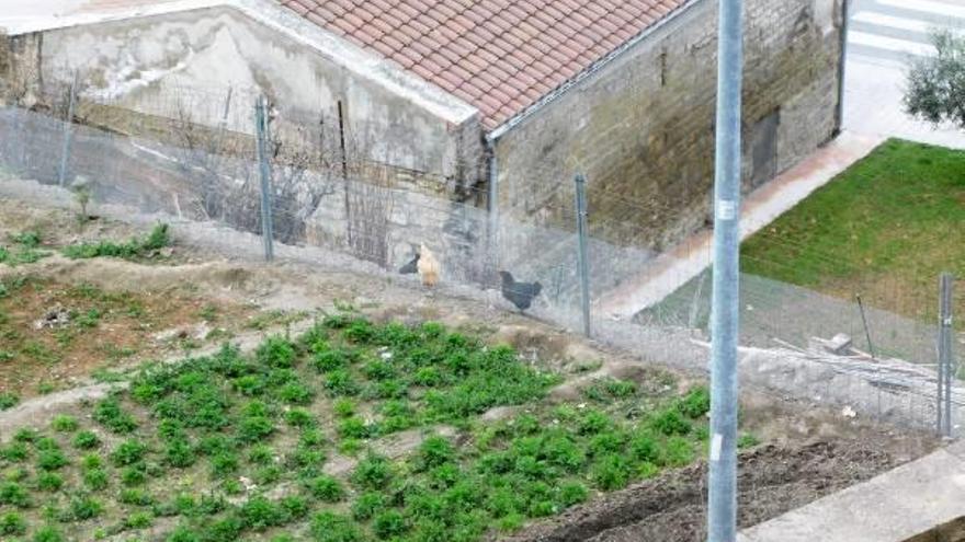 Aspecte del tros de terra amb un parell de gallines i la nova tanca