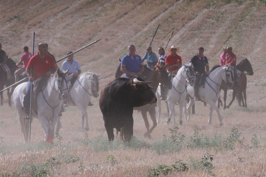 Encierro de campo en Villaescusa