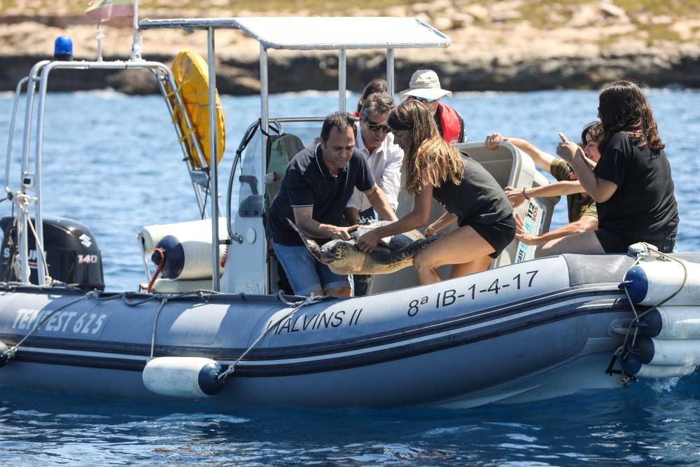 Liberadas tres tortugas en Ibiza