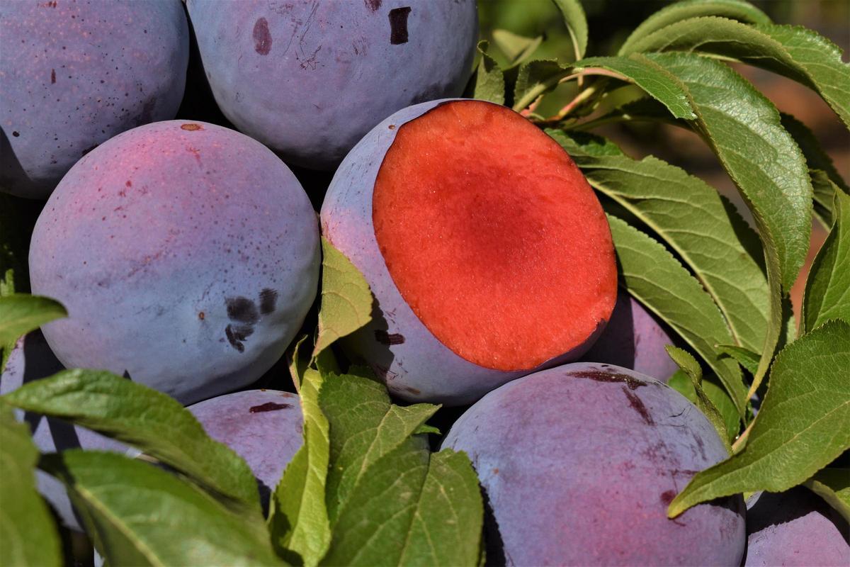 El viaje redondo de la fruta de hueso extremeña El viaje redondo de la fruta de hueso extremeña