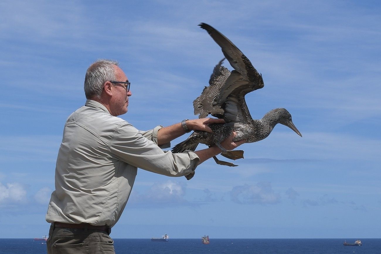 Suelta de un alcatraz en La Laja