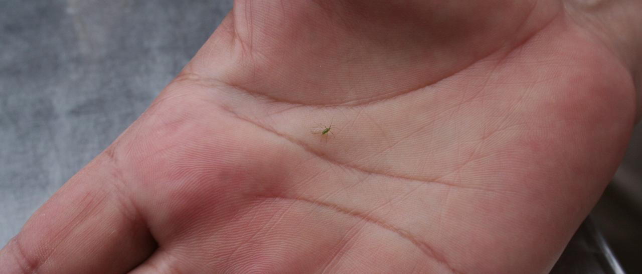 Un ejemplar de mosquito blanco en una mano.