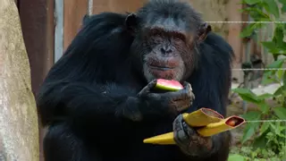 Helados de gusanos y caldo congelado: así afronta la ola de calor el Zoo de Barcelona