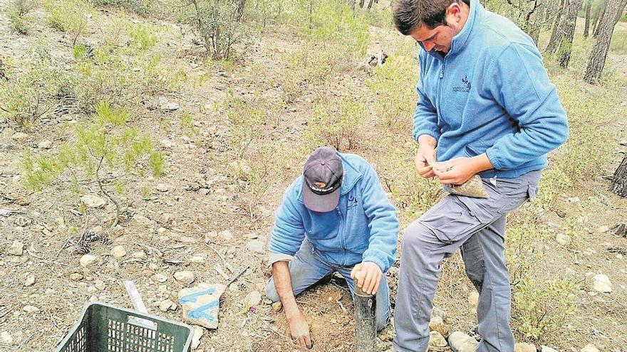 Un proyecto por la gestión sostenible de los bosques con parada en Córdoba