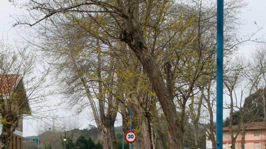 Las márgenes de las calles de la Ciudad de Vacaciones de Perlora, en las que se puede apreciar una falta de mantenimiento evidente.