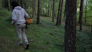 zentauroepp31032257 boletaire    bolets    setas   cesto    ripolles    bosque  181129155336