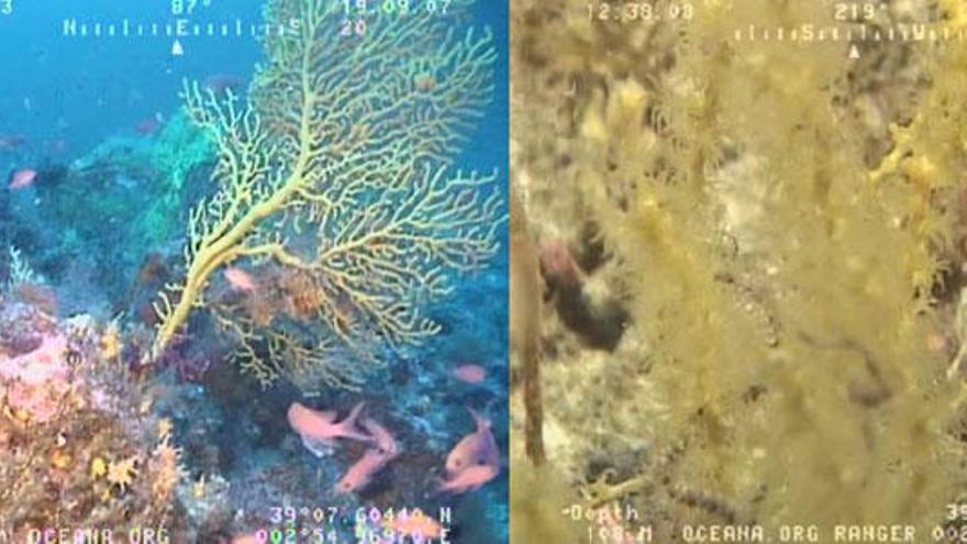 Coralígeno y comunidades de gorgonias de profundidad.
