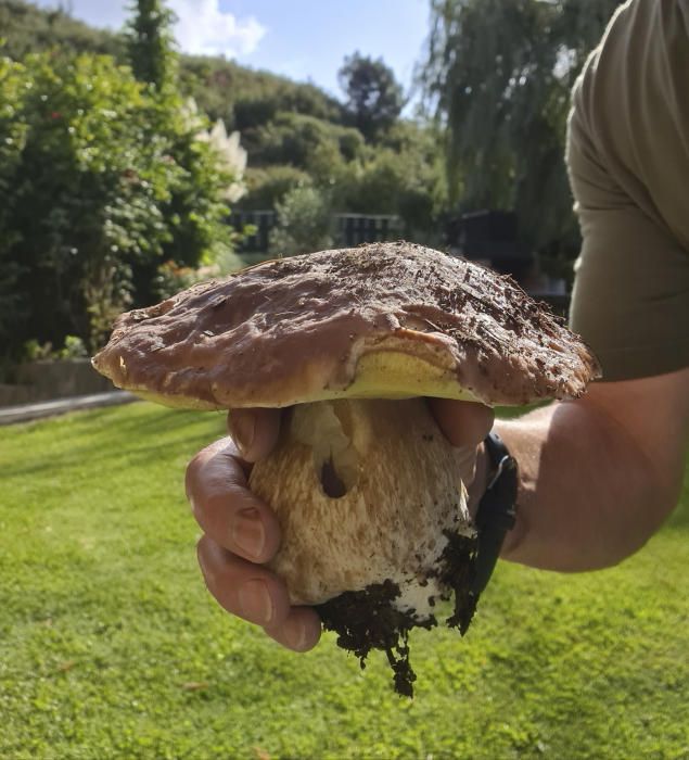 Cep de 975 grams.