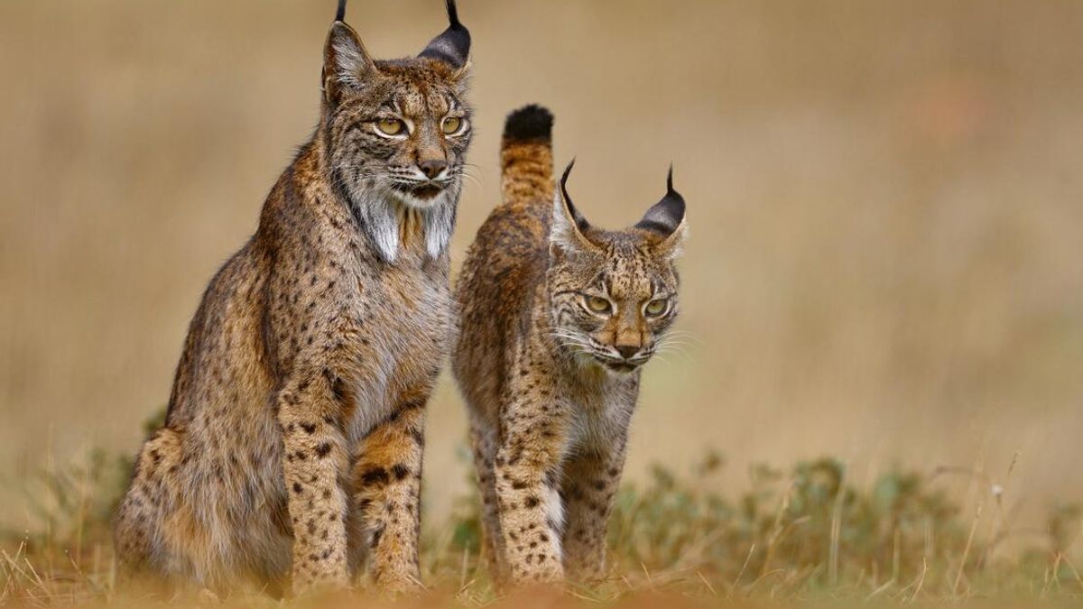 Los Montes de Toledo son el nuevo paraíso del lince ibérico