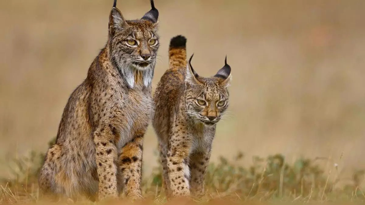 Cómo los Montes de Toledo se han convertido en santuario del lince ibérico